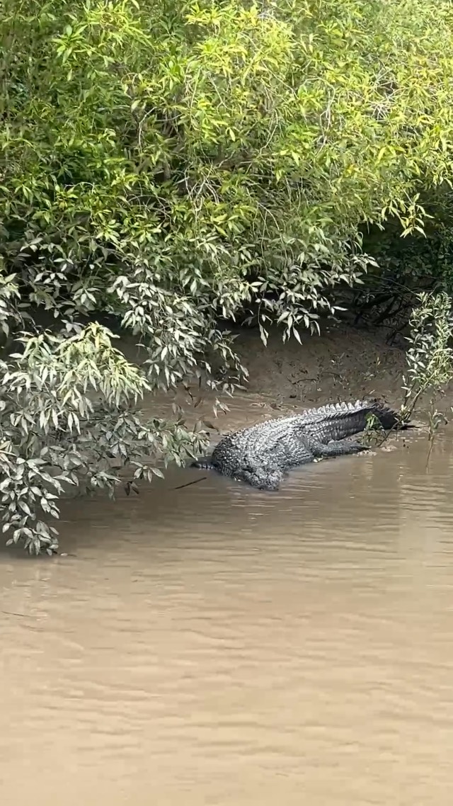 Meet the crocodile